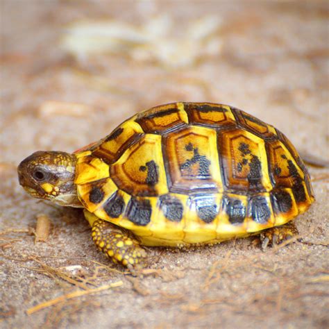 pictures of hermann tortoise